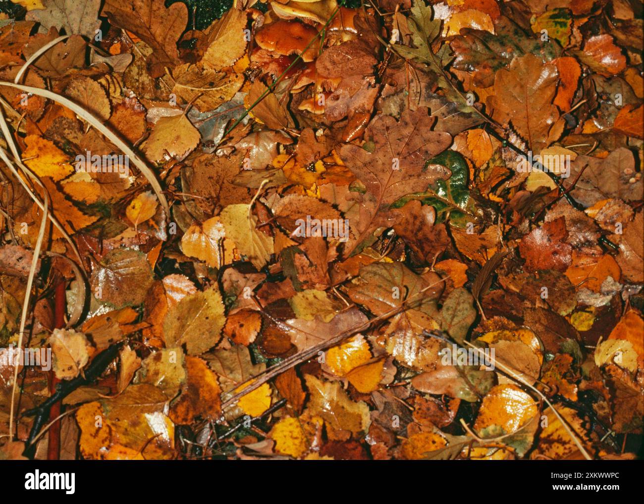 Floor of forest hi-res stock photography and images - Alamy