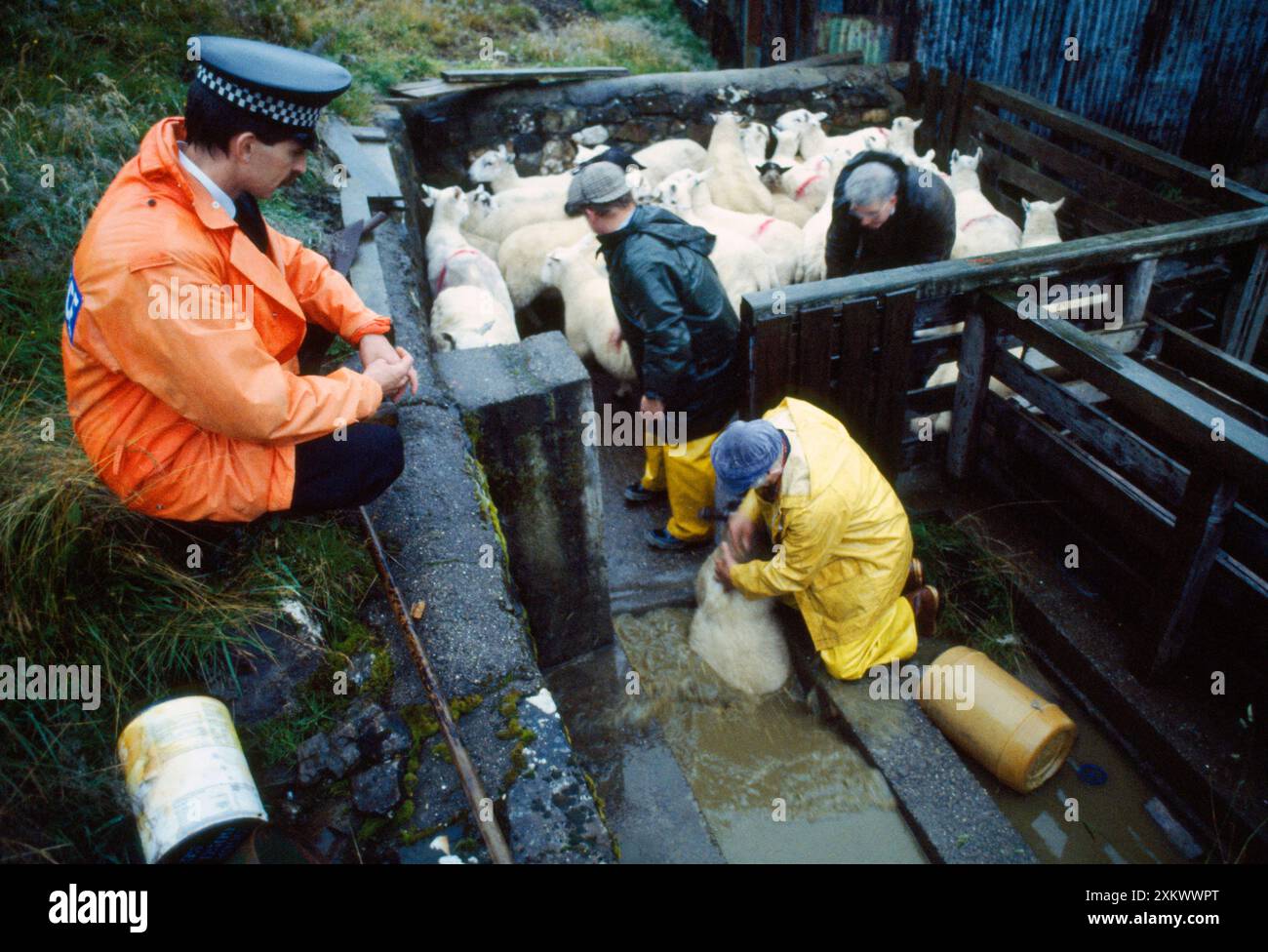 Sheep Dippng - watched by Police representative. Stock Photo