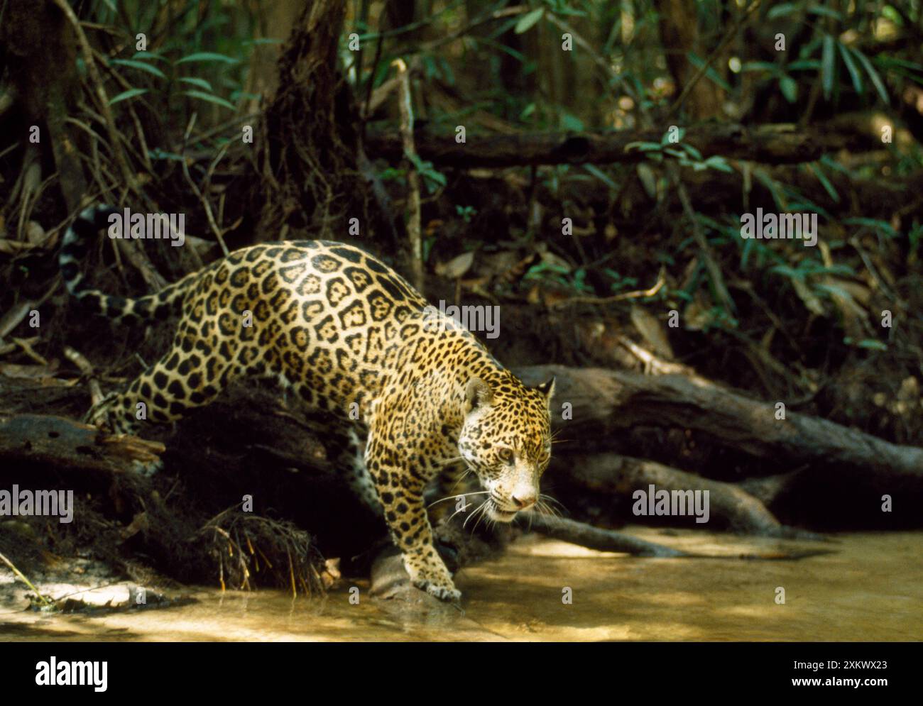 Jaguar - female - creek side Stock Photo - Alamy
