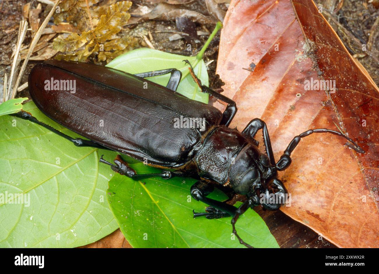 Titan Beetle - largest beetle in the world (Titanus giganteus ...