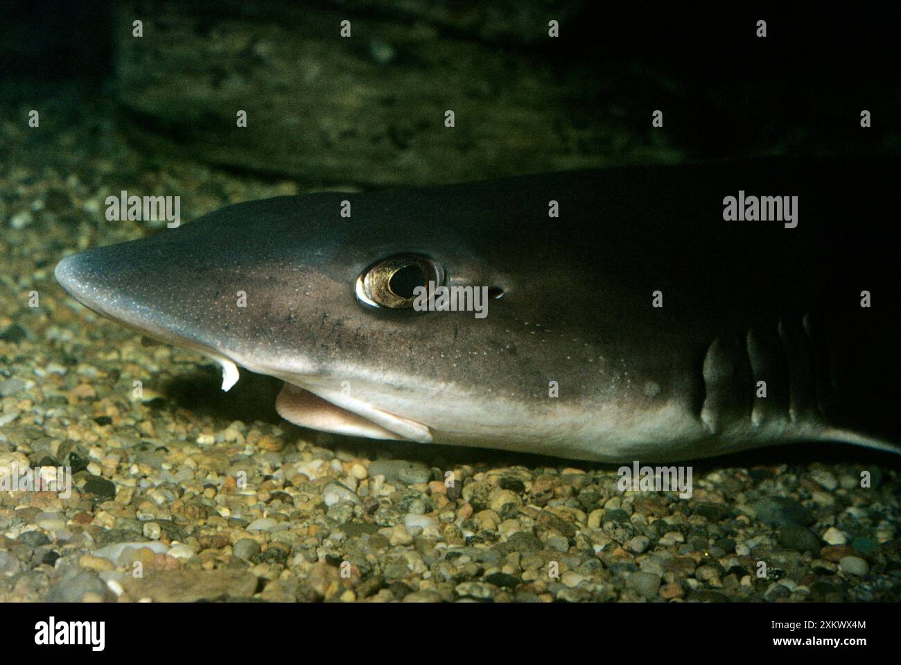 Smooth dogfish hi-res stock photography and images - Alamy
