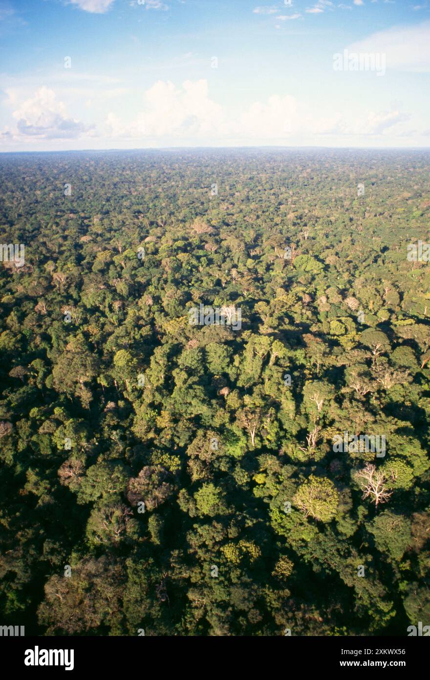 Rainforest - aerial view of Amazon canopy Stock Photo - Alamy