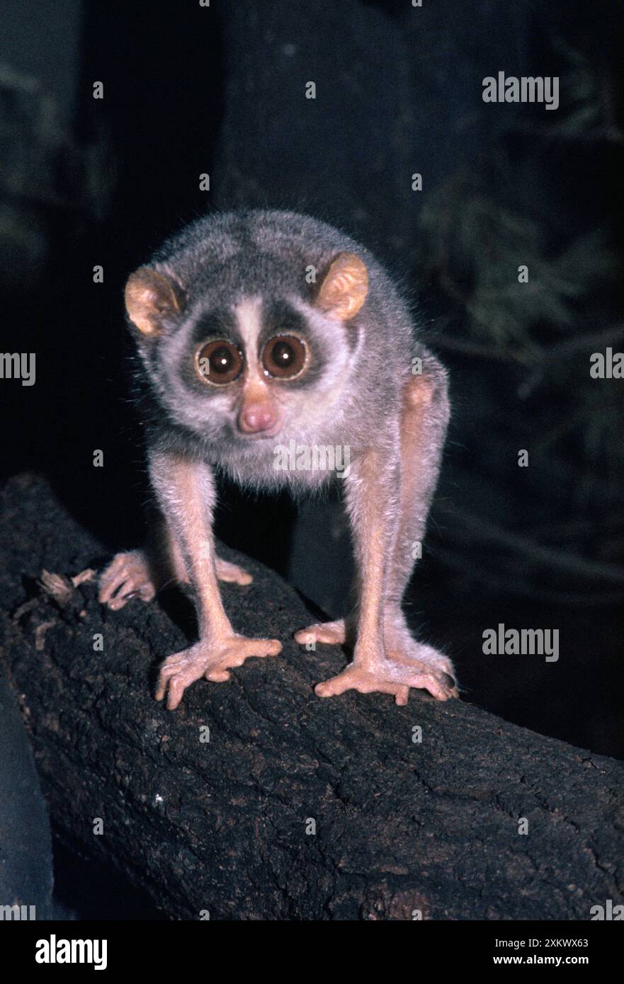 Slender LORIS Stock Photo