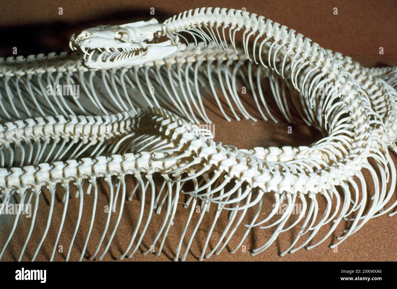 Snakes anatomy hi-res stock photography and images - Alamy