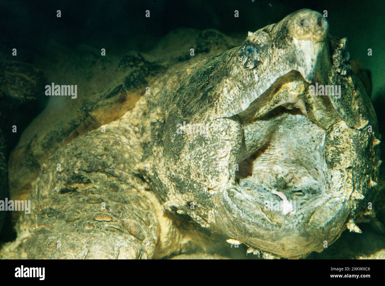 Alligator snapping turtle tongue hi-res stock photography and images ...