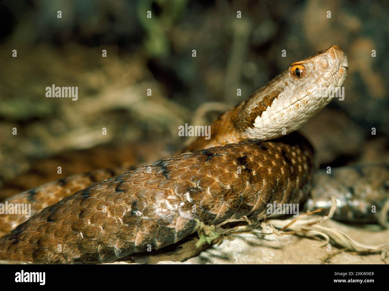 European Asp Snake European asp hi-res stock photography and images - Alamy