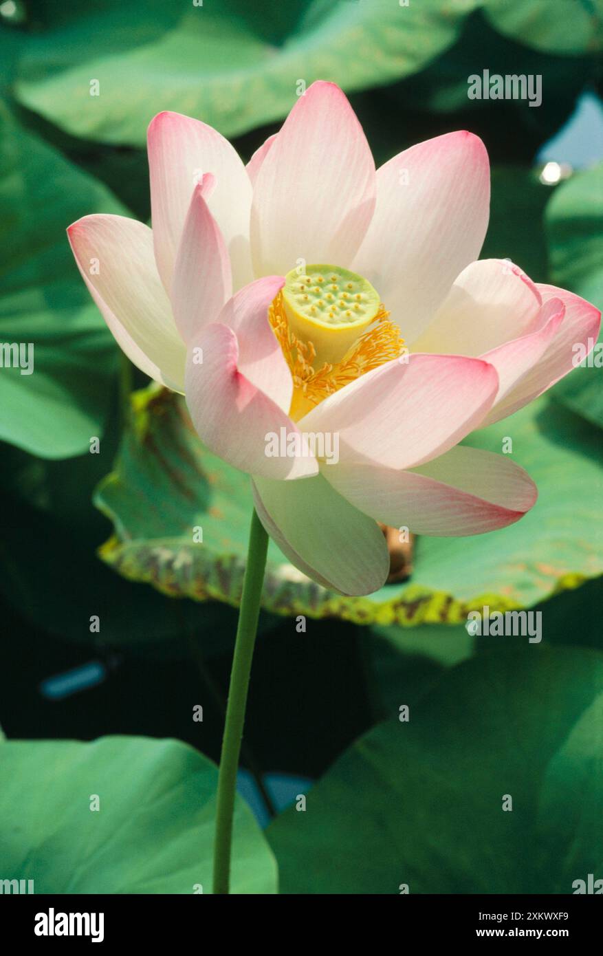 Lotus Lily - world-wide as exotic Stock Photo