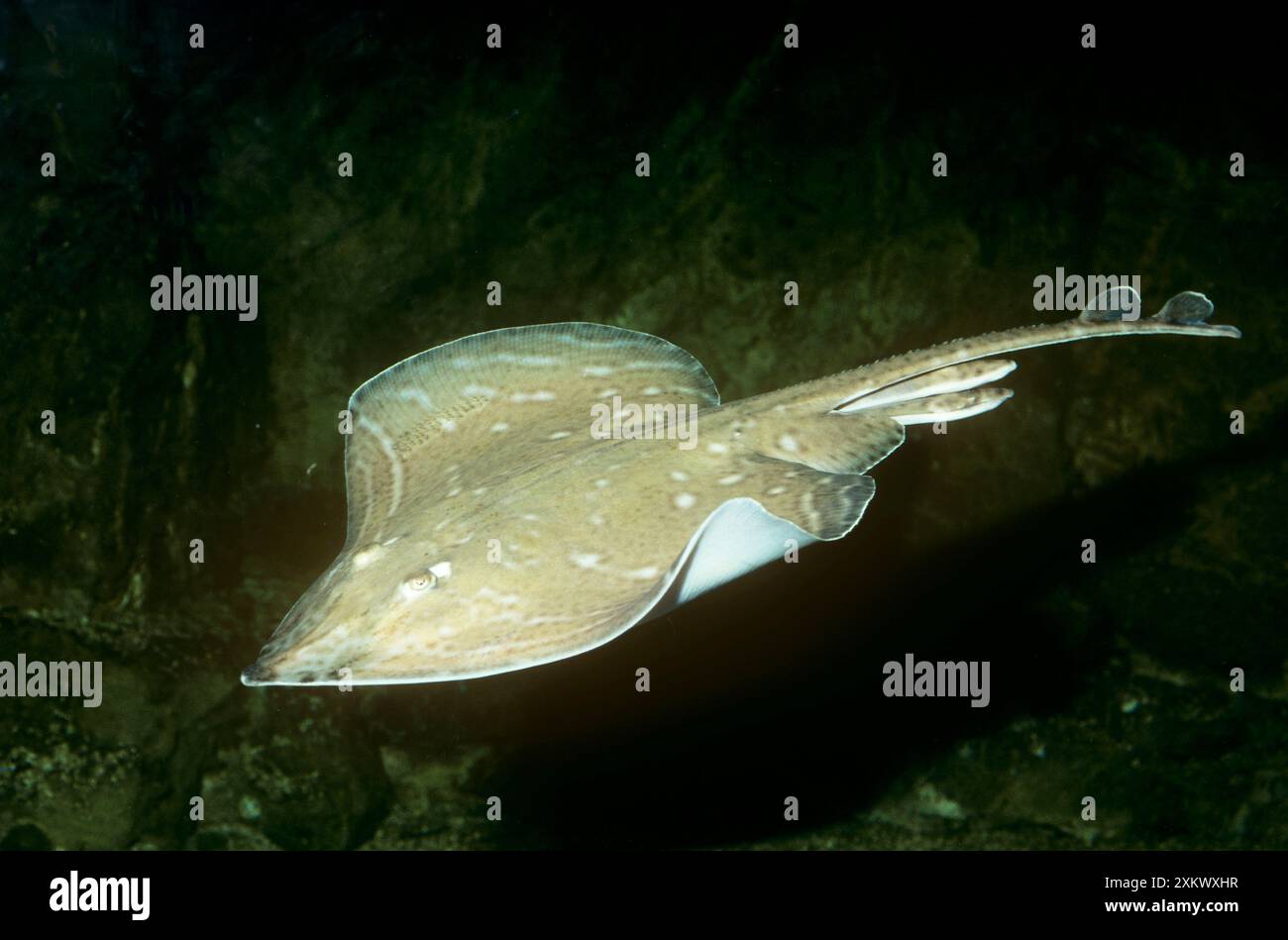 Micocellata hi-res stock photography and images - Alamy