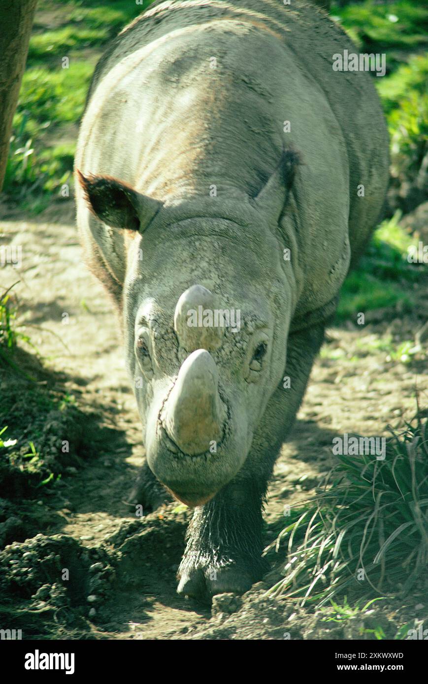 SUMATRAN RHINO Stock Photo