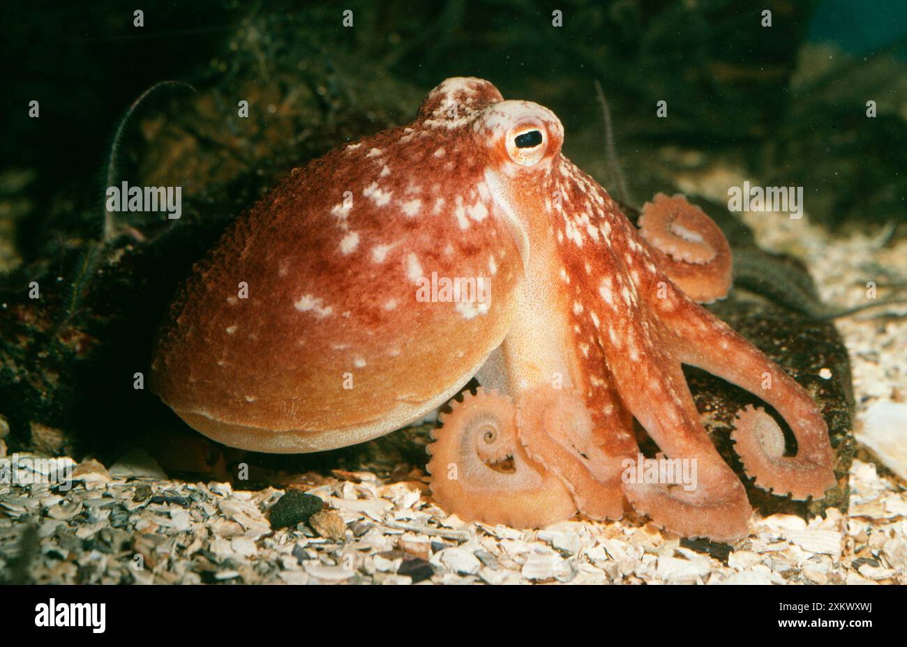 Common OCTOPUS - Stock Photo