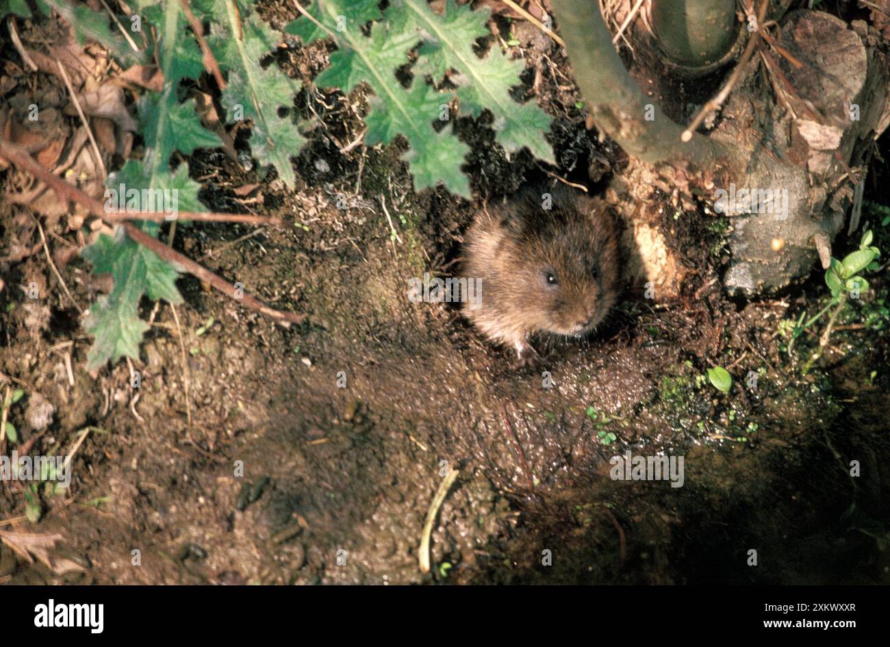 Vole holes hi-res stock photography and images - Alamy