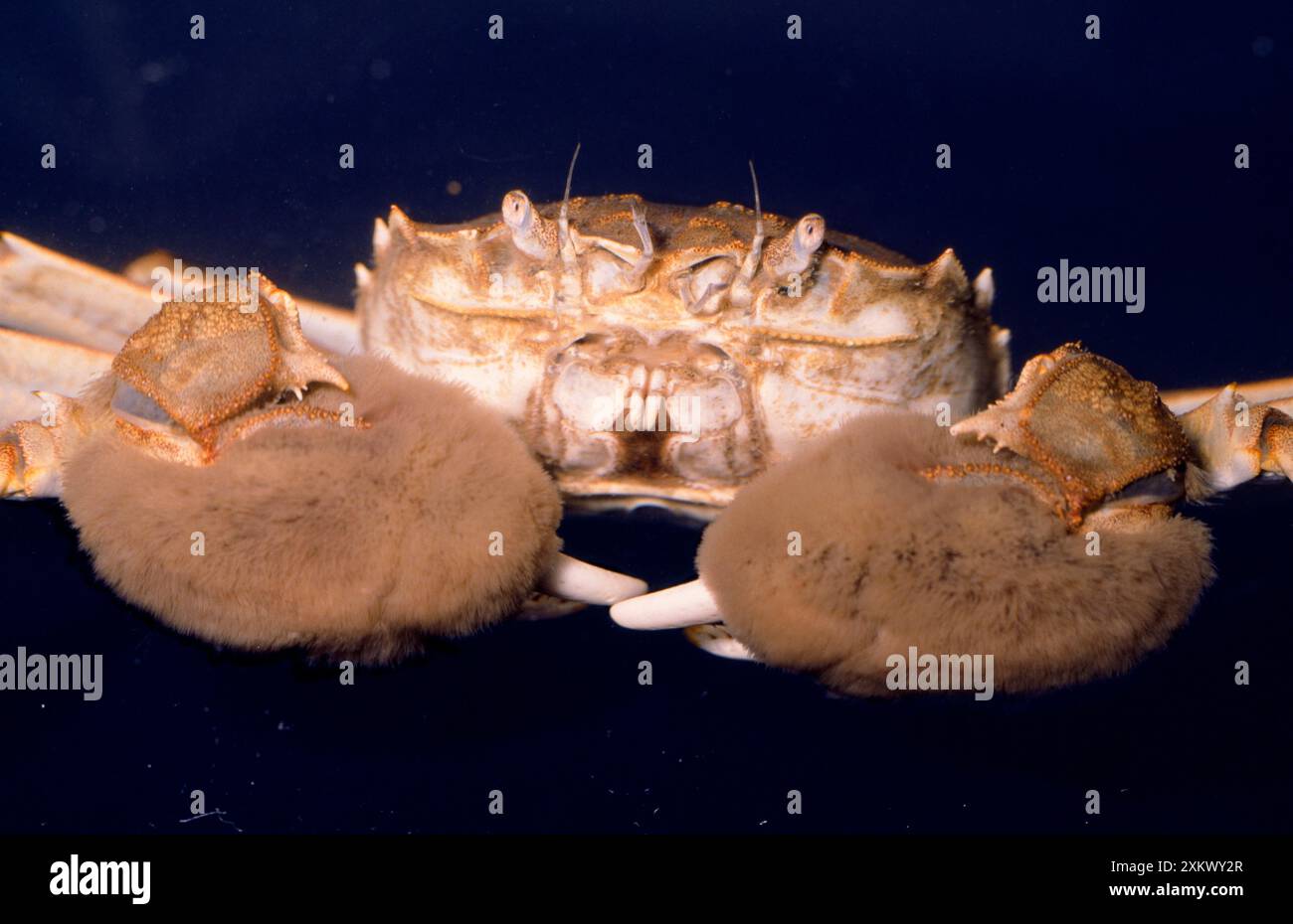 CHINESE MITTEN CRAB close-up Stock Photo