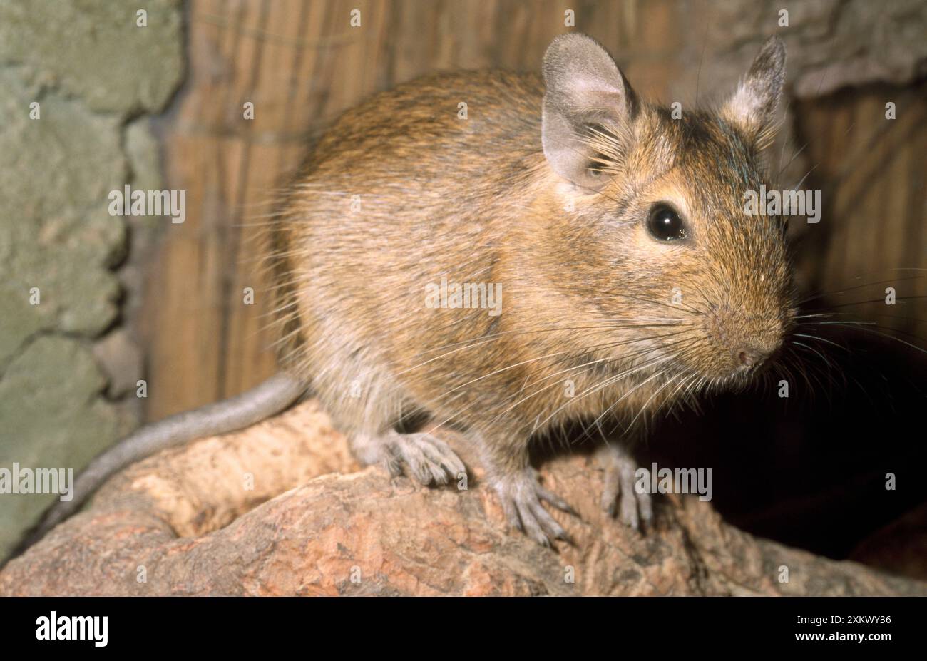 Degu Stock Photo