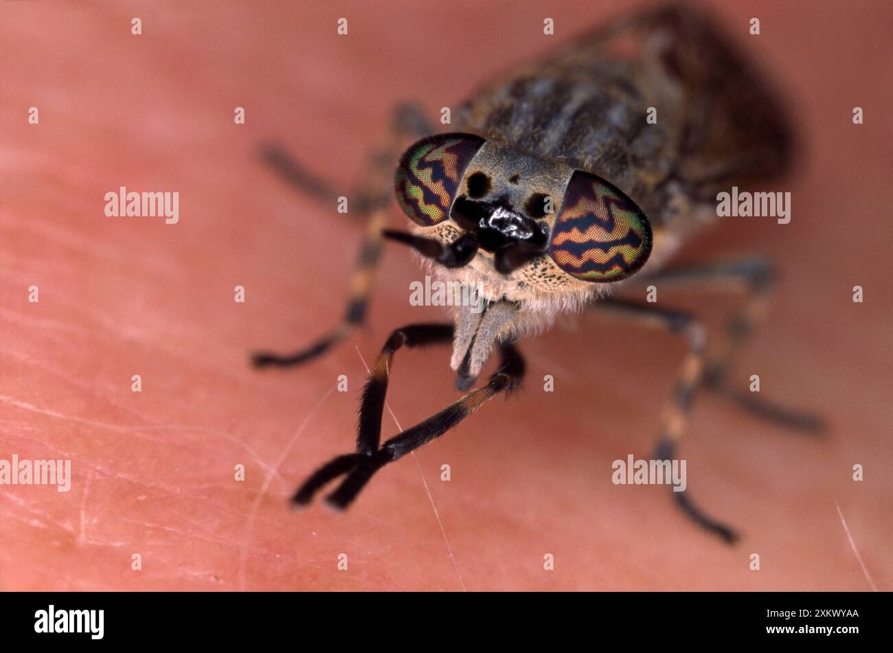 Horse Cleg Fly Stock Photo Alamy
