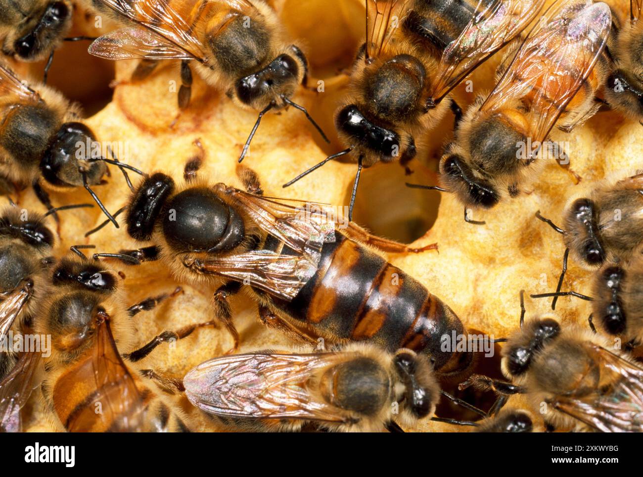 Queen Honey Bee with workers - with clipped wings Stock Photo