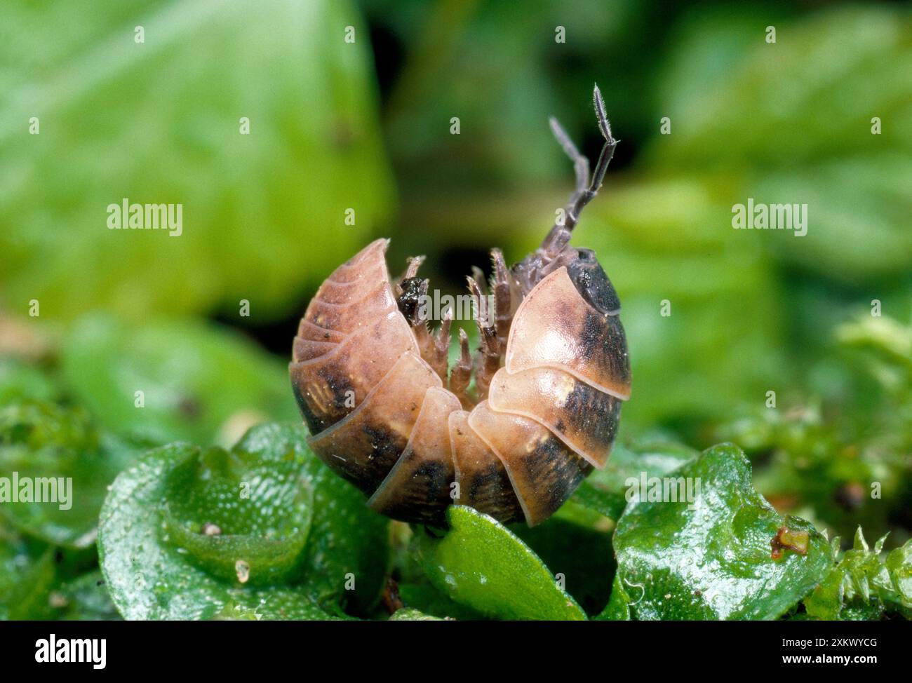 Pill Woodlouse - Stock Photo