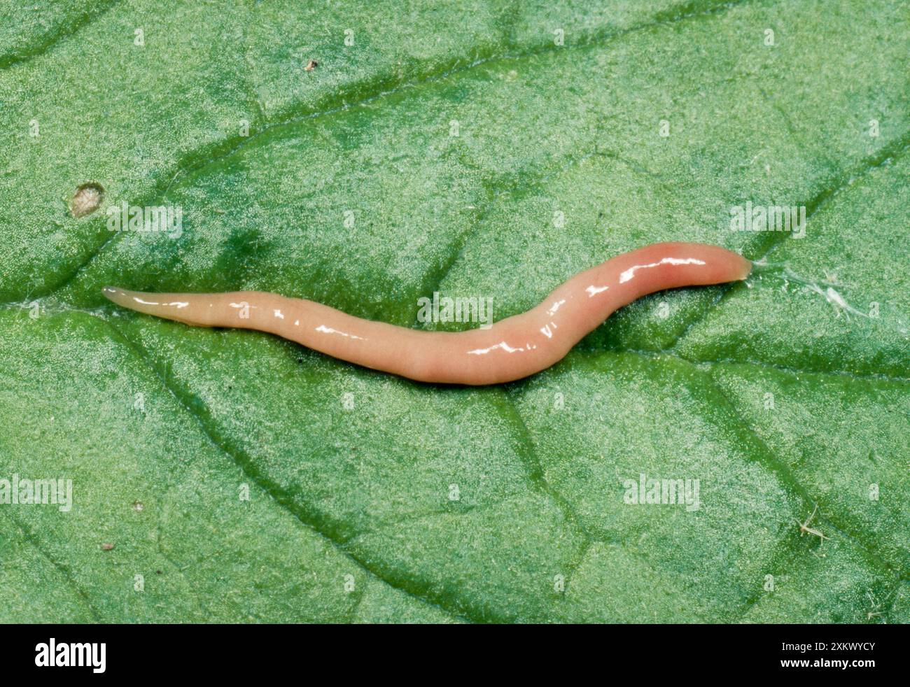 Terrestrial Flatworm Stock Photo