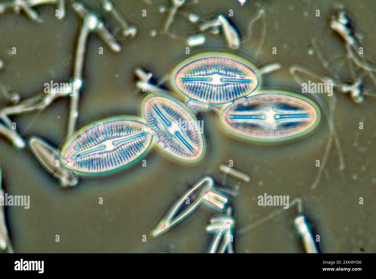 Diatoms - from marine plankton sample Stock Photo