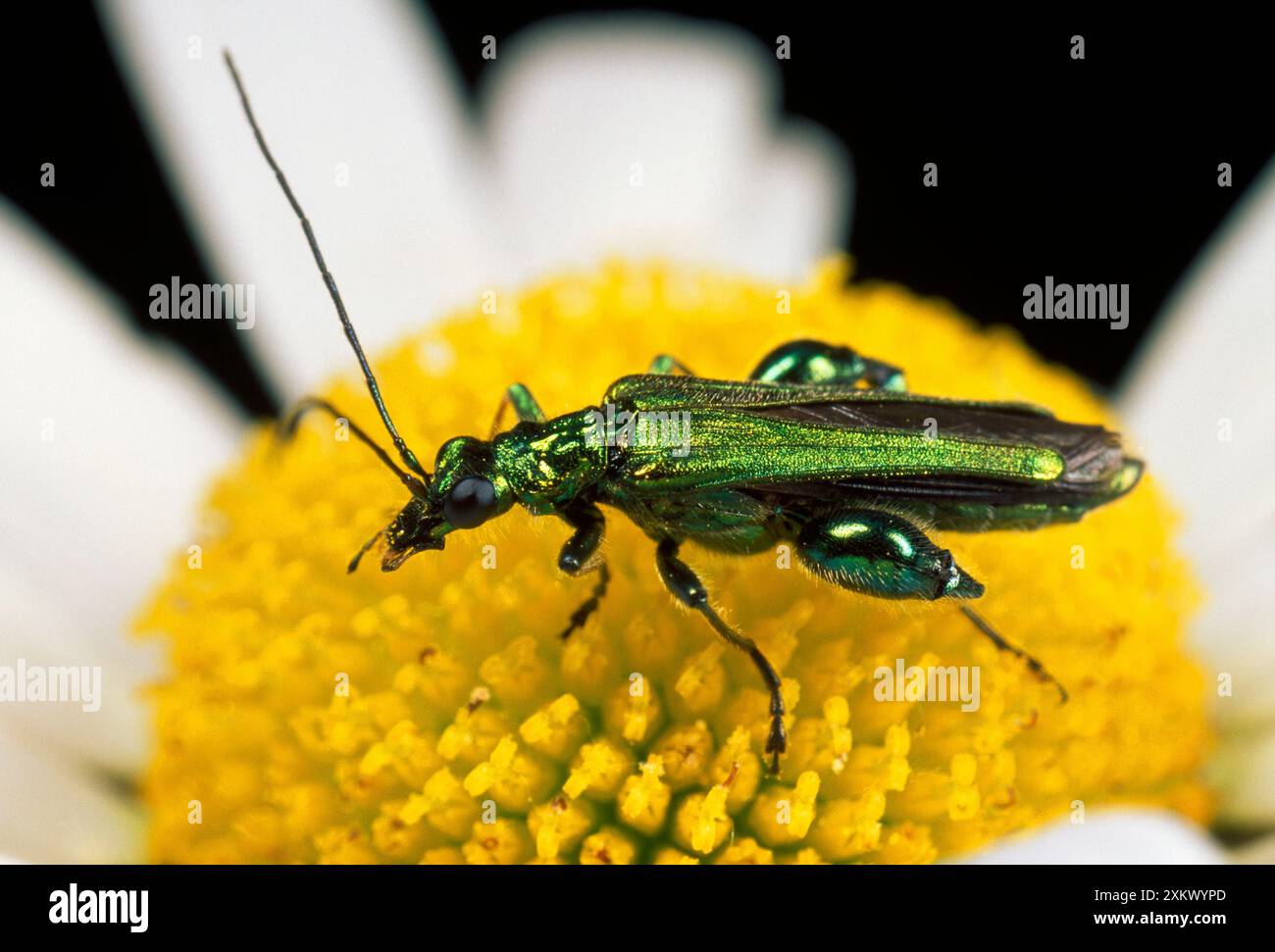 Pollenfeeding / Thicklegged Flower BEETLE eating pollen (Oedemera