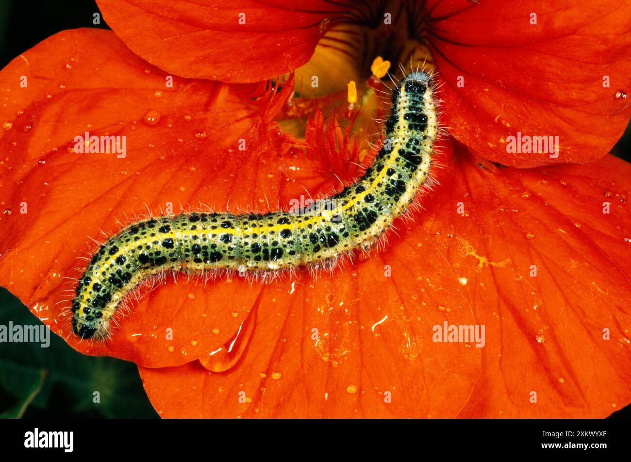 Large White Butterfly Caterpillar Stock Photo - Alamy