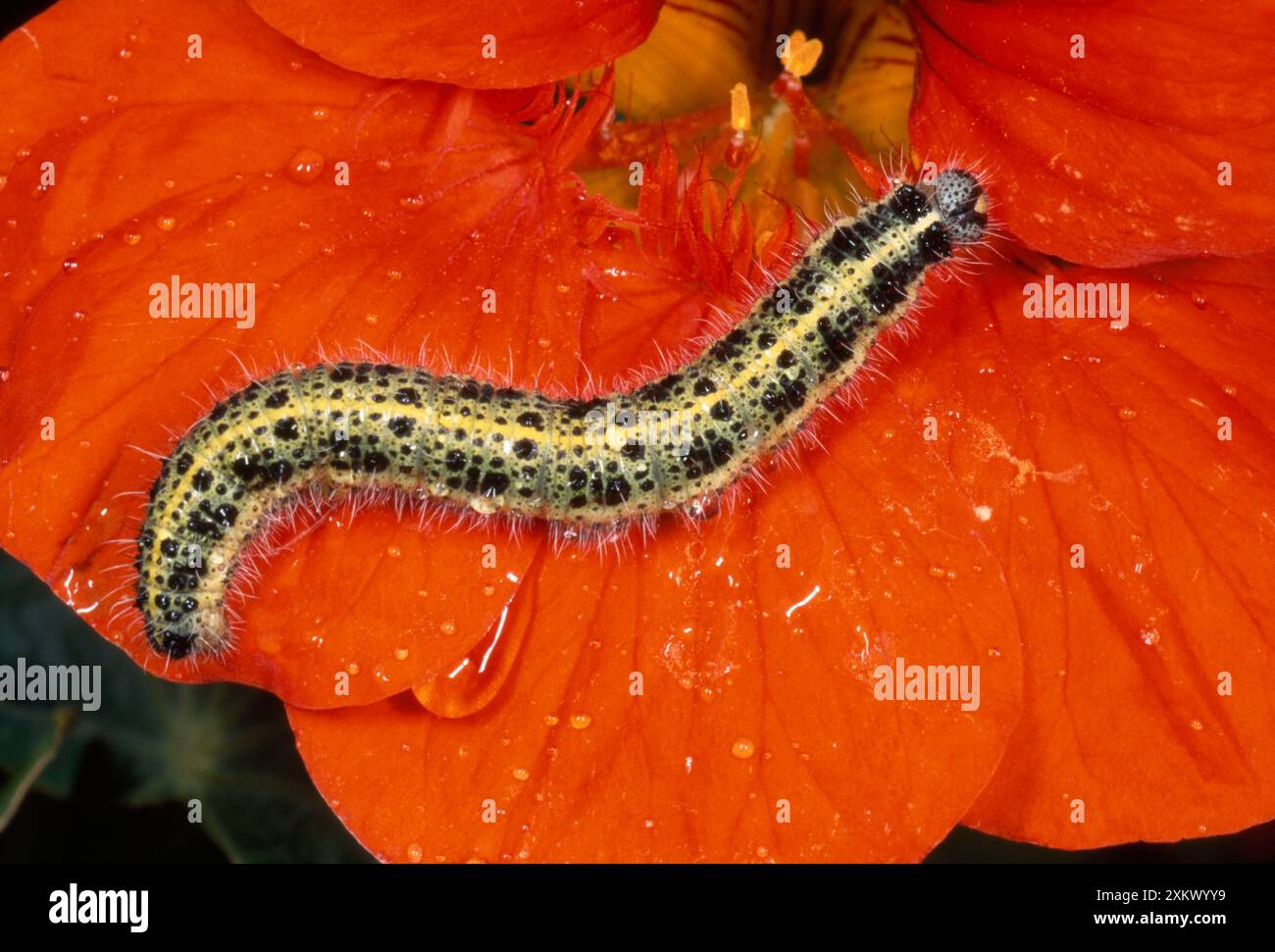 Large White Butterfly Caterpillar / larvae Stock Photo - Alamy
