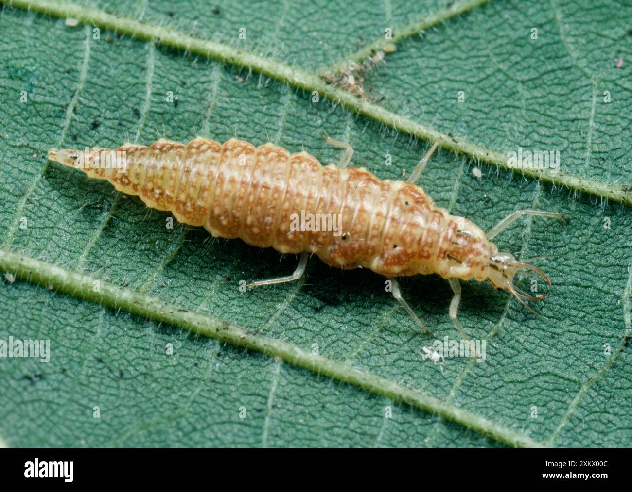 Lacewing Larvae Stock Photo