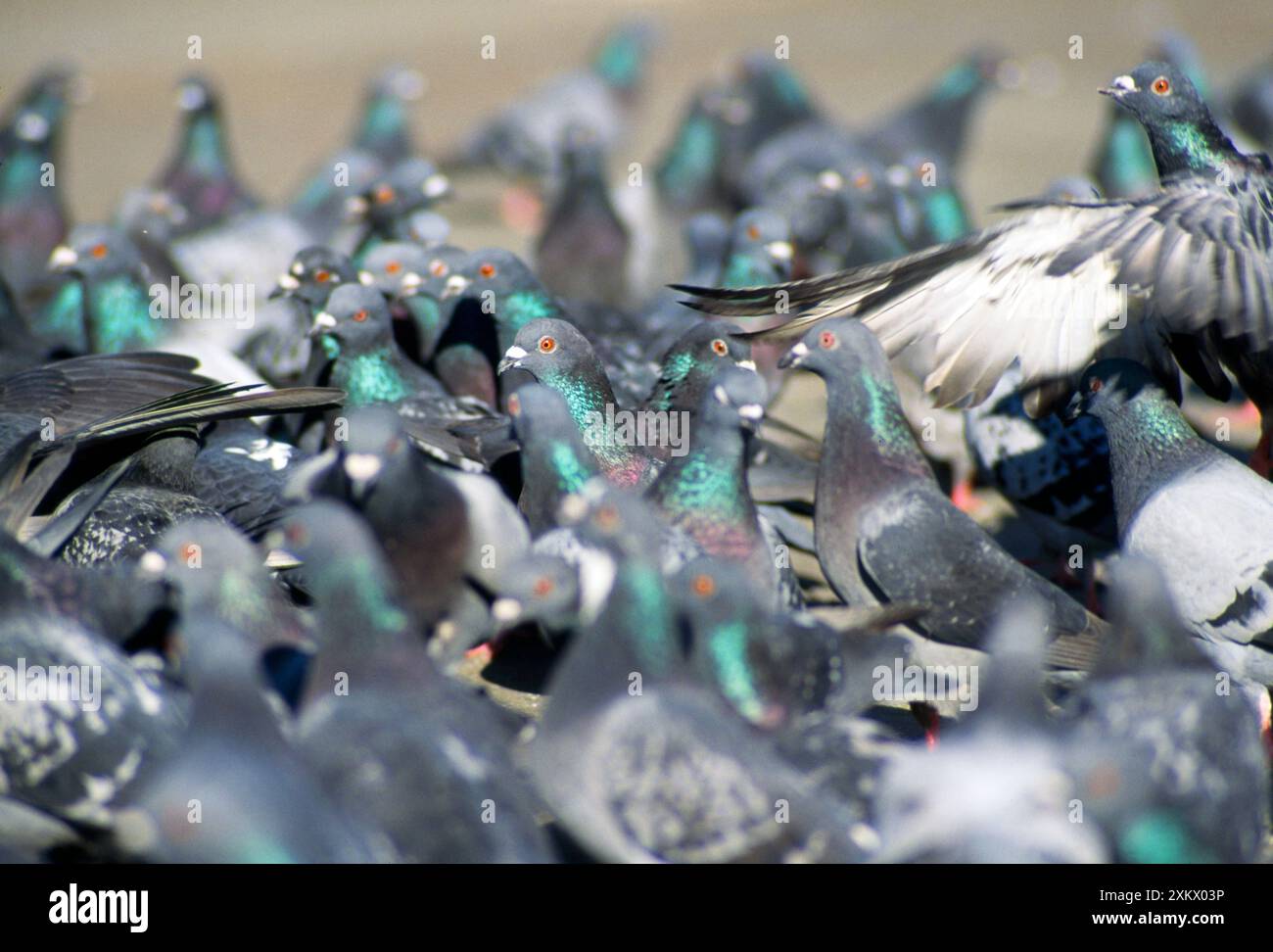 Batjen Urban pigeons hi-res stock photography and images - Alamy
