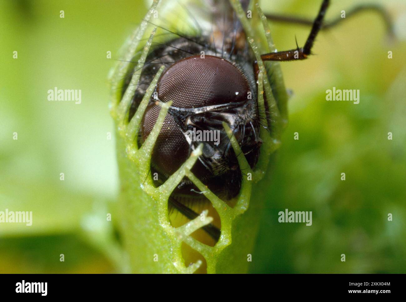 Feeding A Venus Flytrap Hi Res Stock Photography And Images Alamy