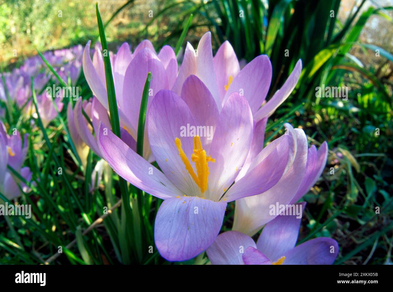 Wildlife purple hi-res stock photography and images - Alamy