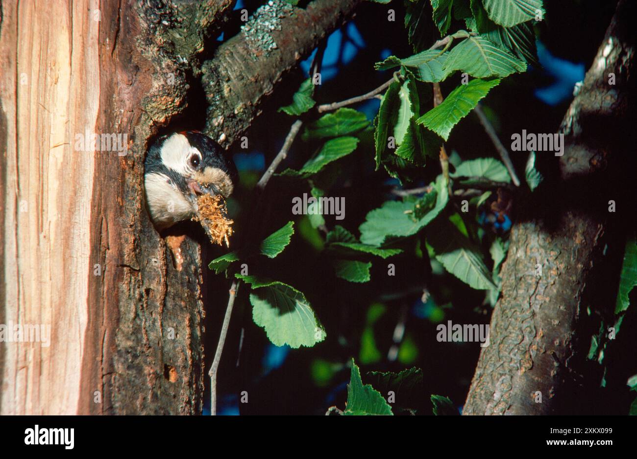 Greater Spotted Woodpeckers Hi res Stock Photography And Images Alamy greater-spotted-woodpeckers-hi-res-stock-photography-and-images-alamy