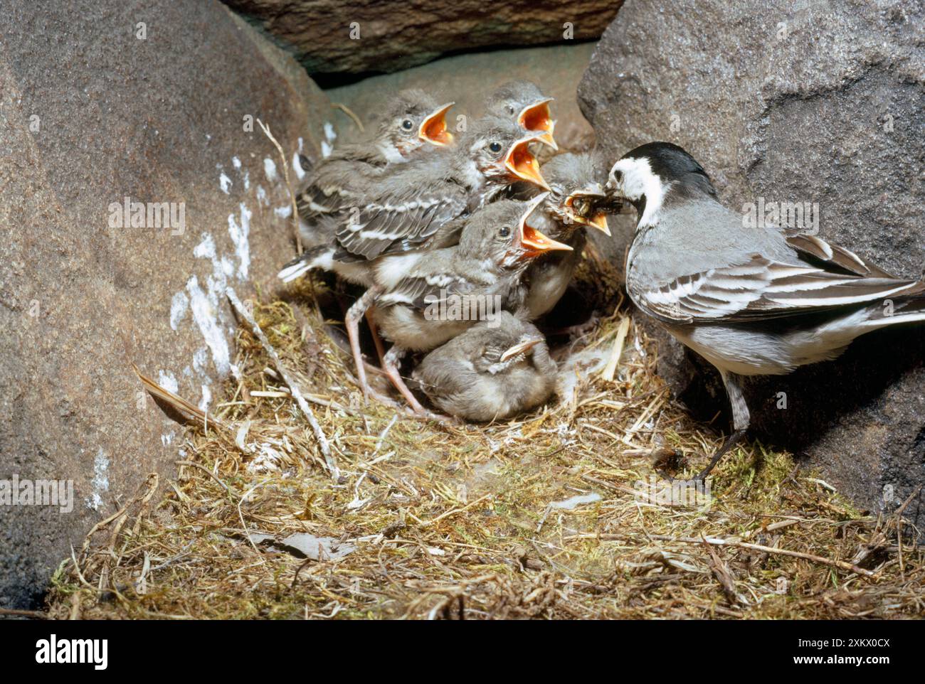 PIED WAGTAIL FEEDS CHICKS Stock Photo