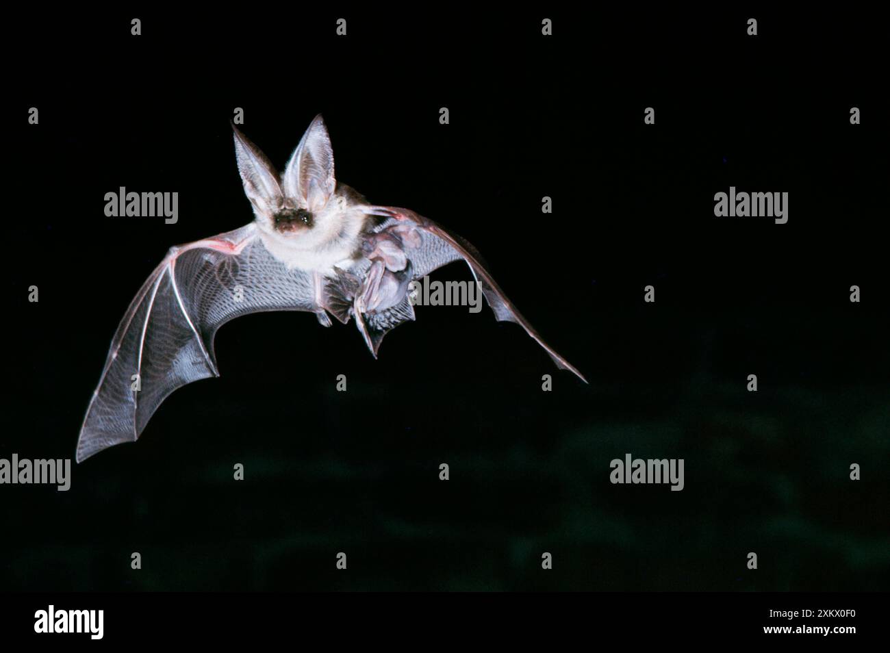Brown / Common Long-eared / Long-eared BAT- In Stock Photo - Alamy