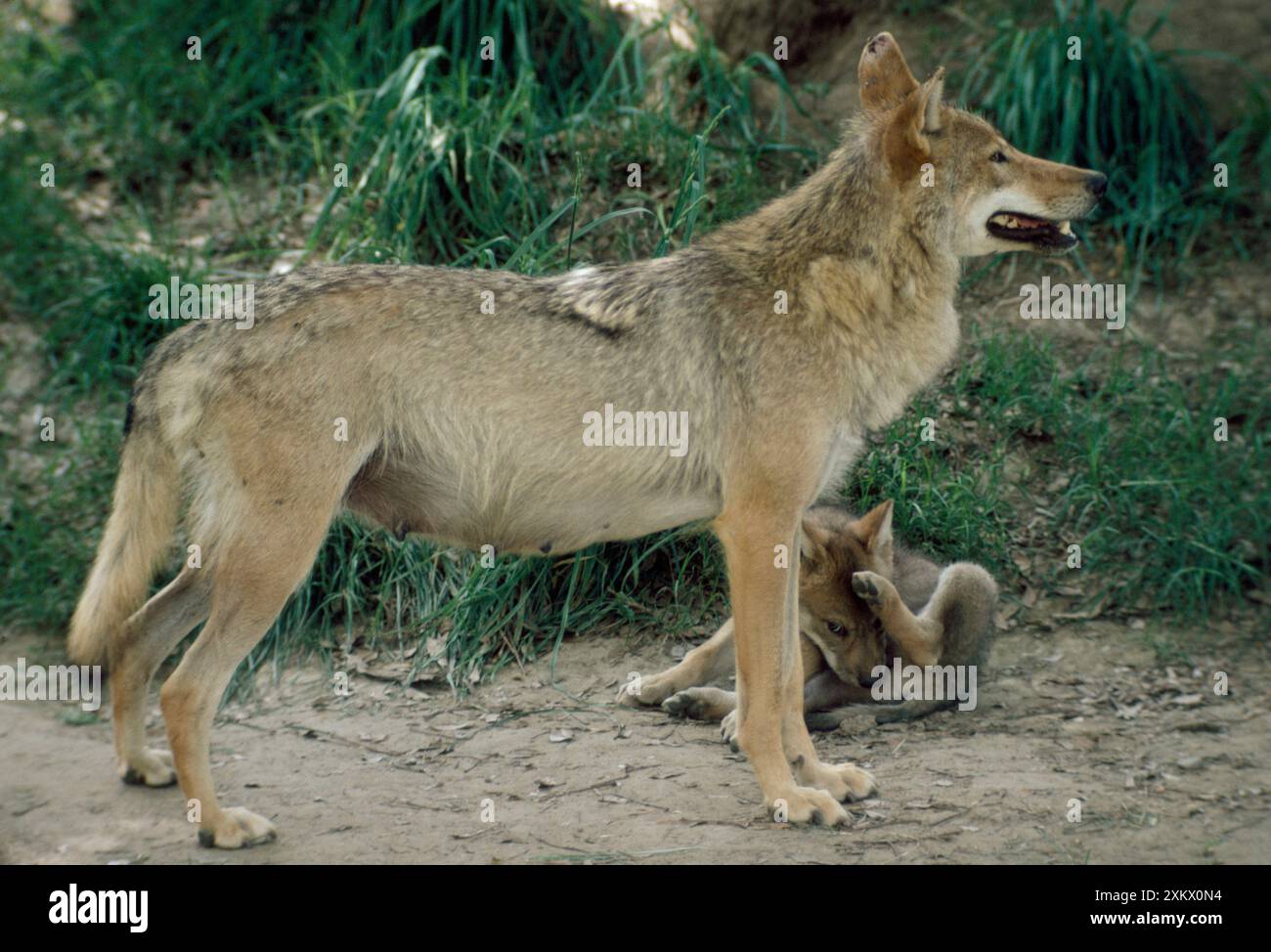 North Chinese Wolf - with pup Stock Photo - Alamy