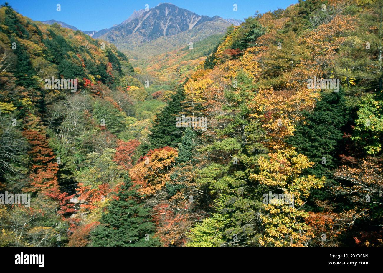 Japan - maple forest, autumn colours show biodiversity. Stock Photo