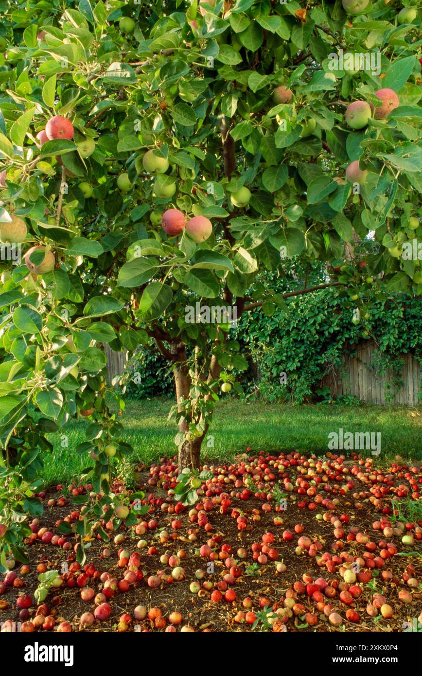 McIntosh Apple Tree - in autumn with dropped apples Stock Photo