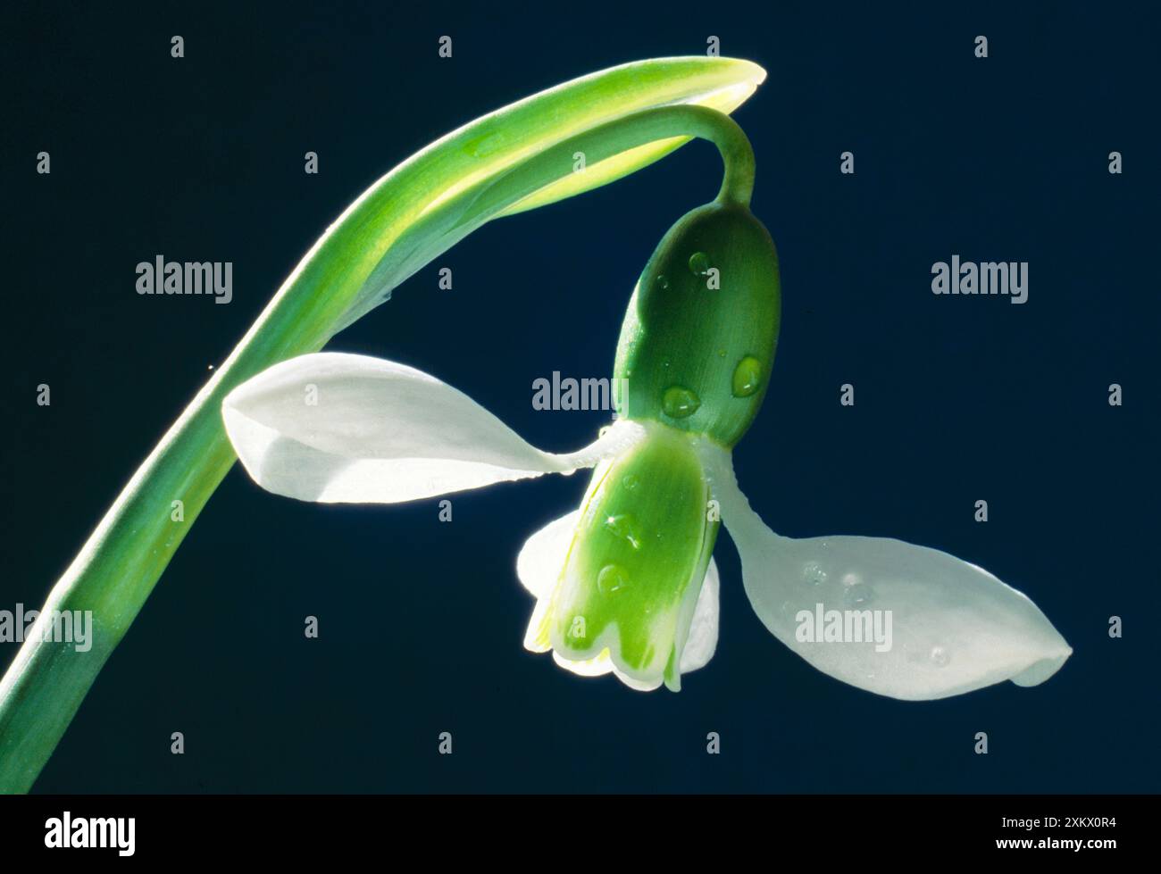 Snowdrop - single flower in close-up Stock Photo