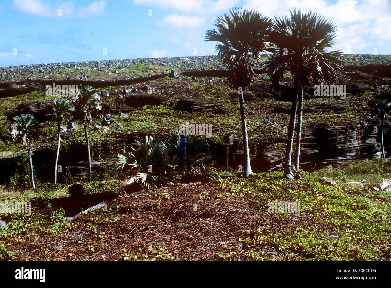 Mauritius - Endemic Latan Palms Stock Photo