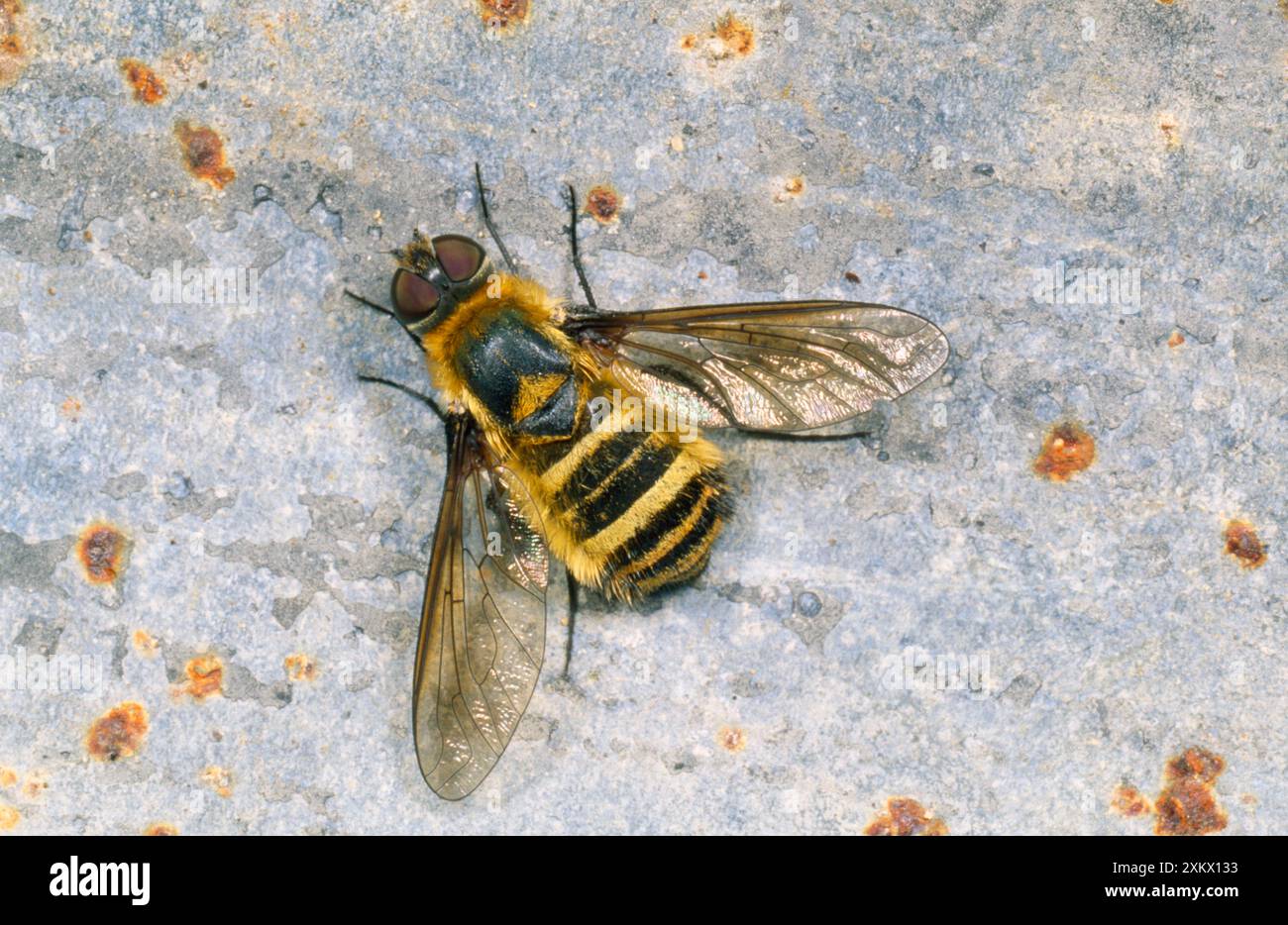 Bee note hi-res stock photography and images - Alamy