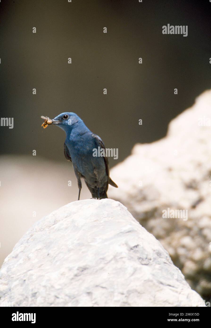 Blue Rock THRUSH - male, with food in beak Stock Photo