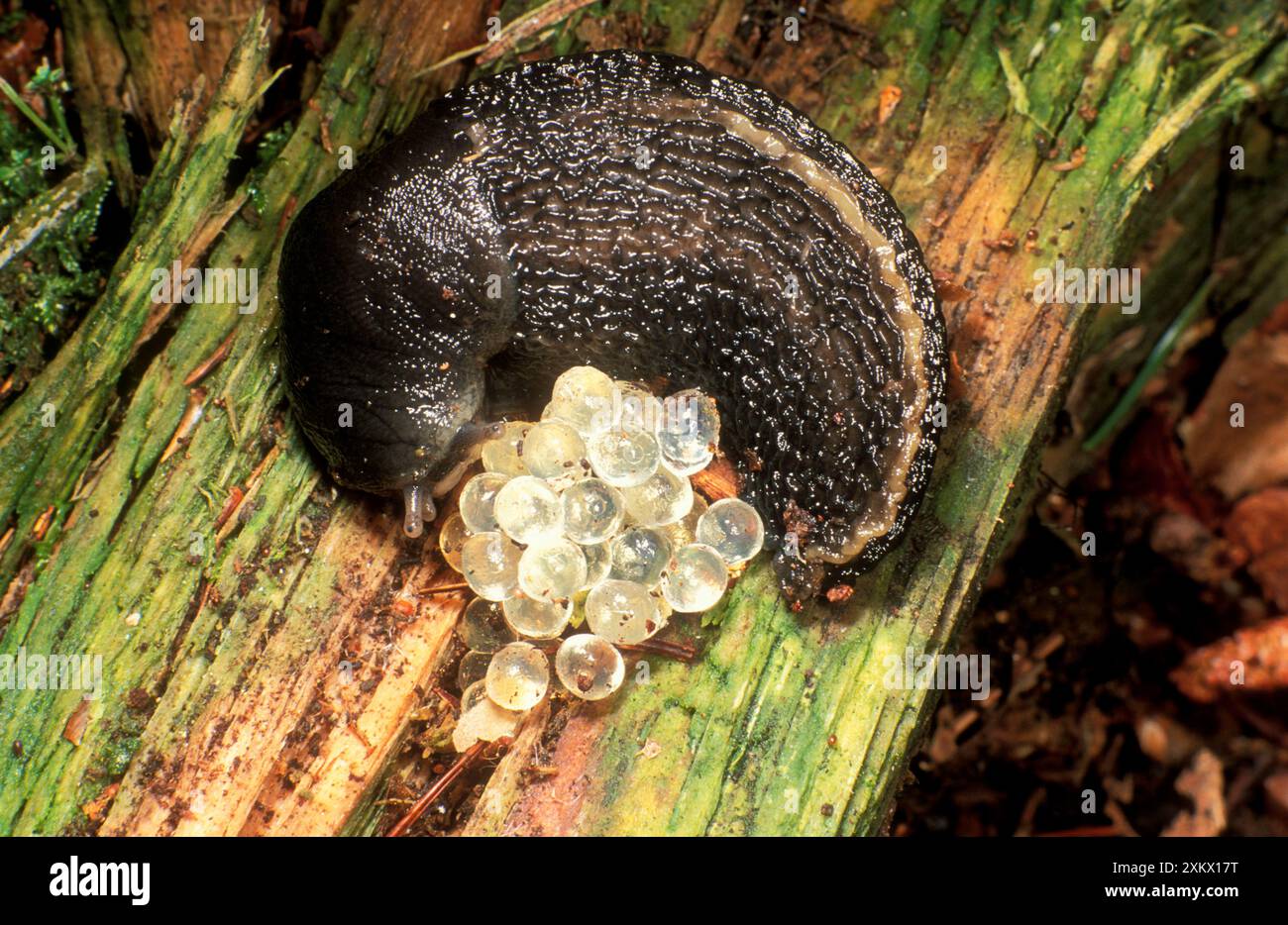 Ash-Grey / Ash-black SLUG - curled up with eggs Stock Photo - Alamy