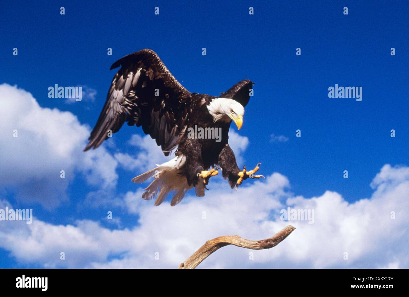 Bird landing on branch hires stock photography and images Alamy