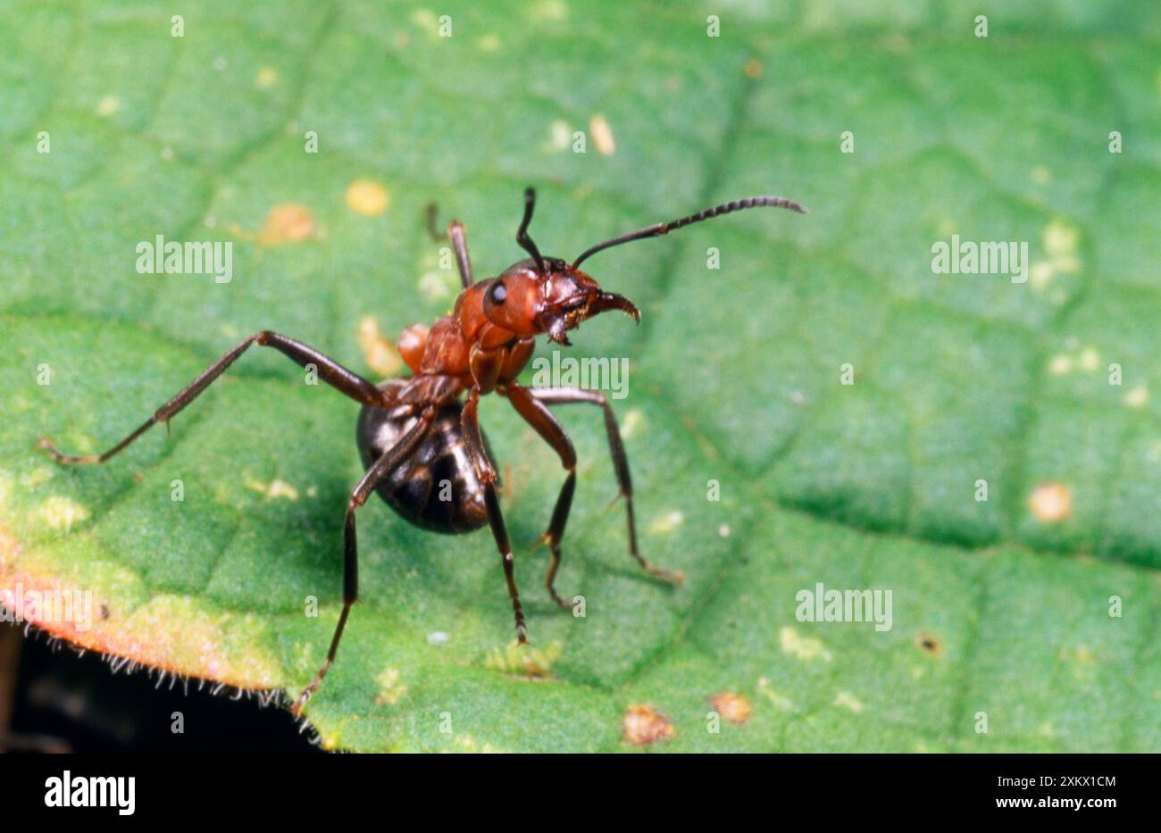 Wood ANT - single, aggressive posture Stock Photo