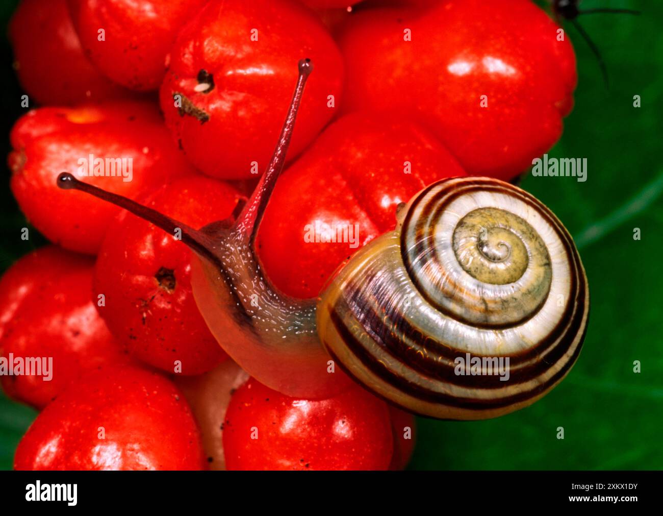 Snail shell patterns hi-res stock photography and images - Alamy