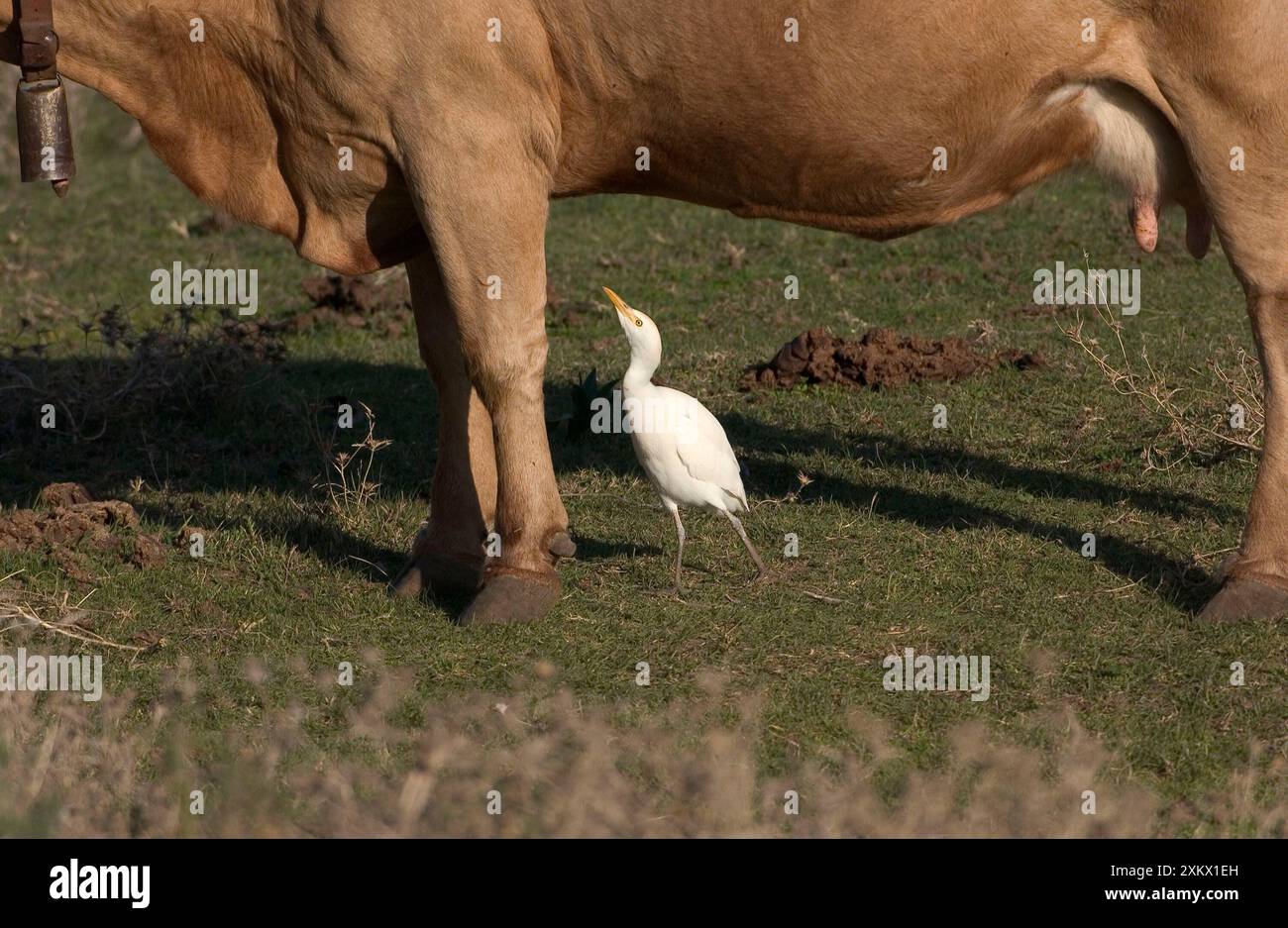 Cattle Egret - picking insects from cattle, November Stock Photo - Alamy