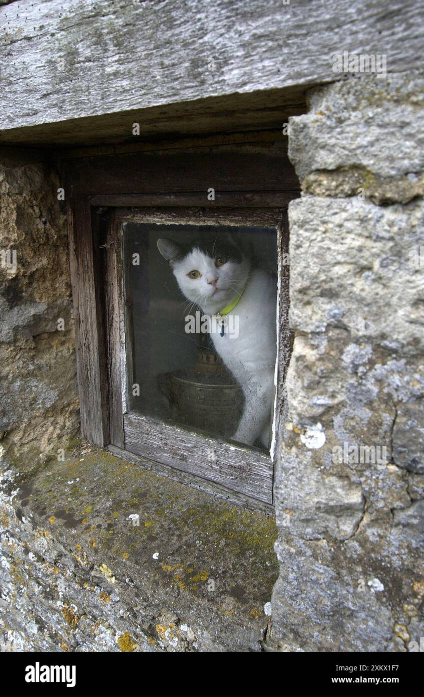 Cat - sat looking out of window Stock Photo