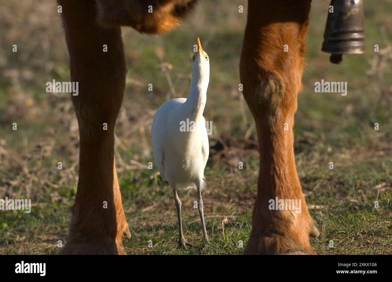 Cattle Egret - picking insects from cattle, November Stock Photo - Alamy