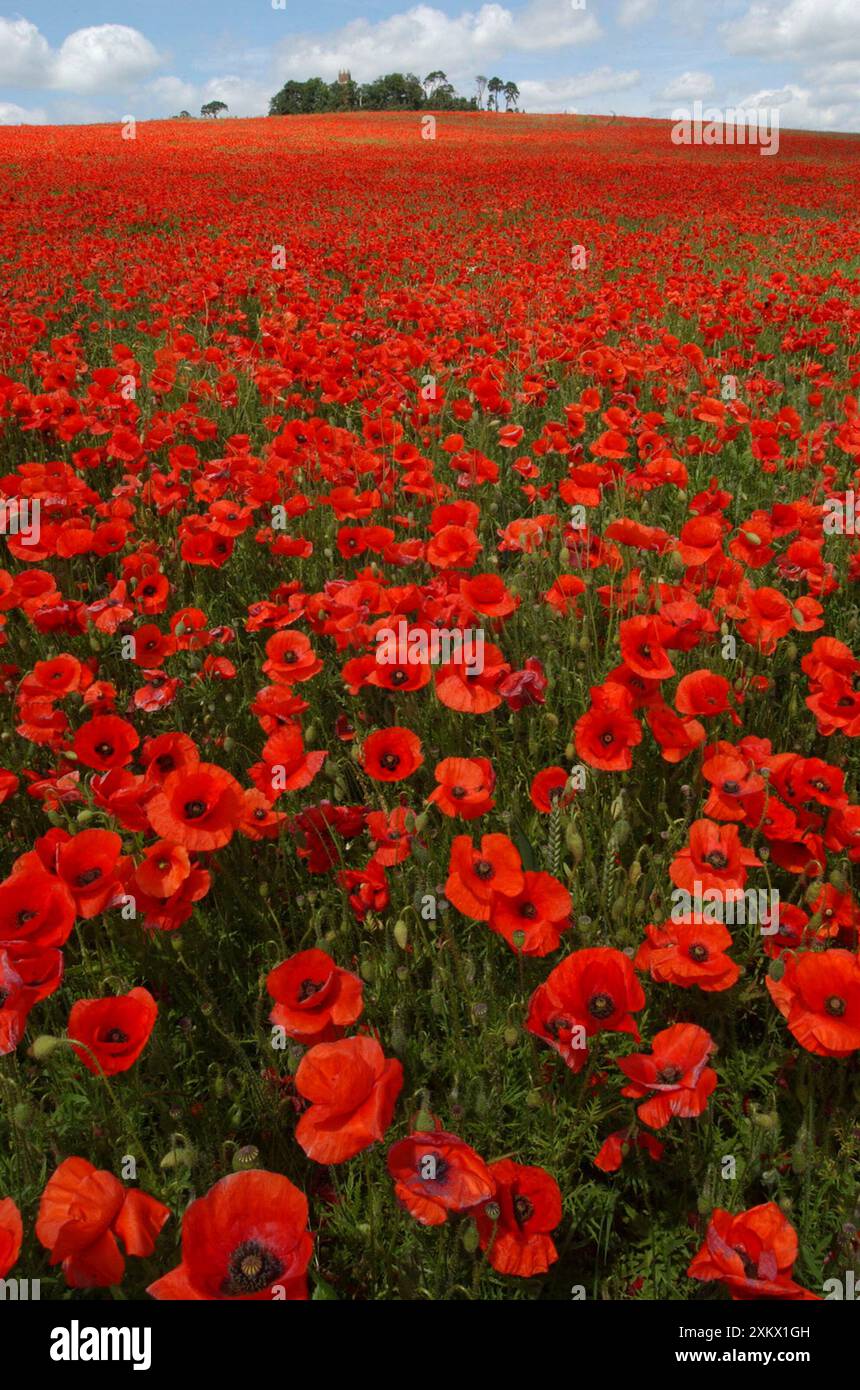 Common weeds in farmland hi-res stock photography and images - Alamy
