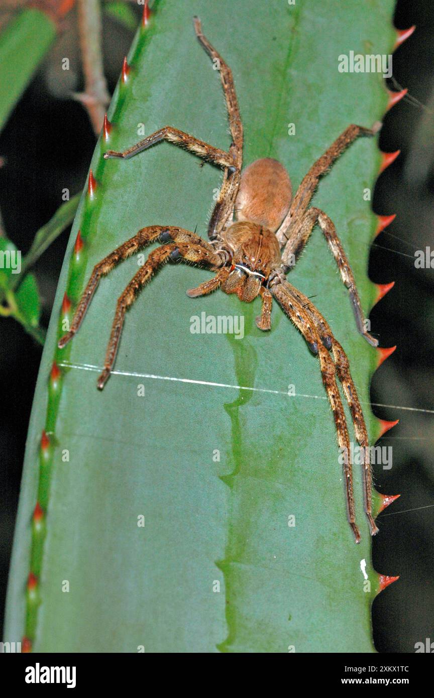 South african spiders hi-res stock photography and images - Alamy