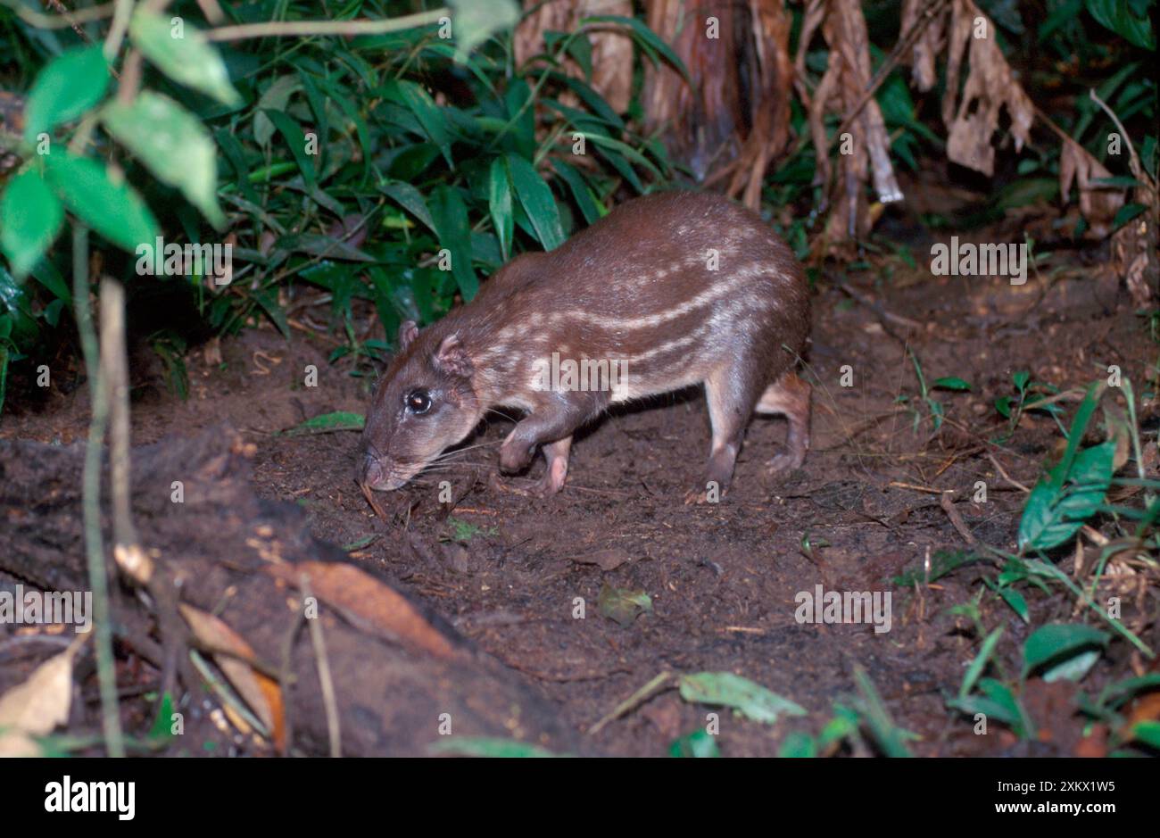 PACA / Spotted Cavy Stock Photo Alamy