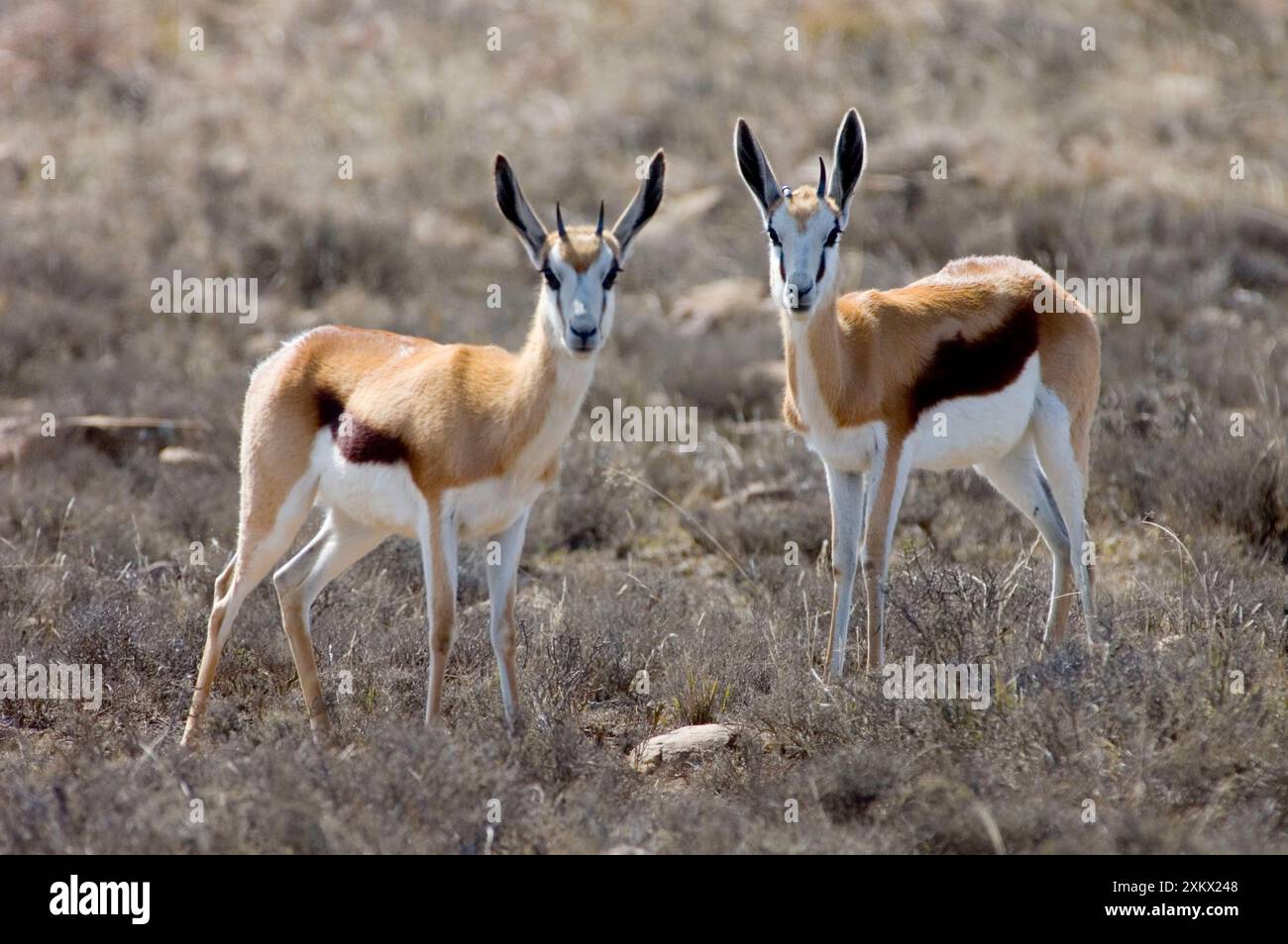 Springbok with young hi-res stock photography and images - Alamy